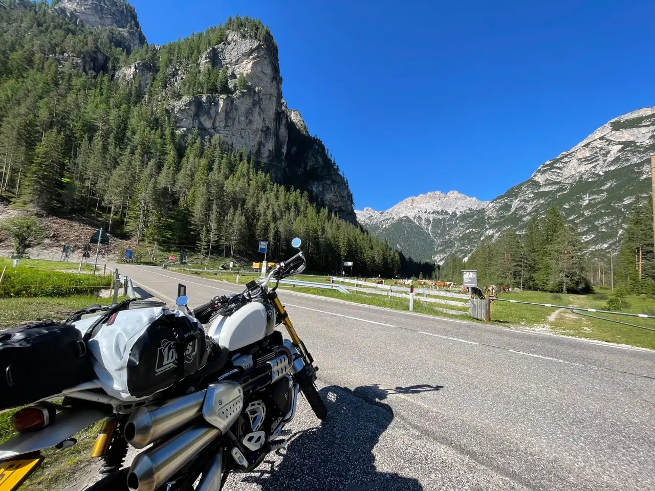 A Triumph Scrambler 1200 parked on an empty valley road in the Dolomites with limestone walls and cattle in the meadow beyond